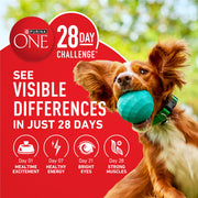 Purina ONE Lamb and Rice Formula Dry Dog Food for Digestive Support | Dog food with real lamb as first ingredient, Microbiome Balanced and prebiotic fiber, supports digestive health