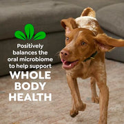 Greenies Teenie Original Natural Dental Dog Treats, Chicken, 43 Count | Veterinarian-recommended, supports oral health & freshens breath, clean to gumline, for dogs 5-15 lbs, chicken flavor